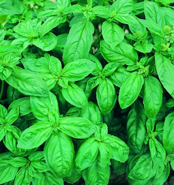 Sweet Basil - Seed Packet