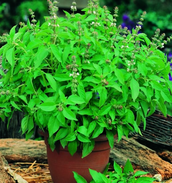 Lemon Basil - Seed Packet