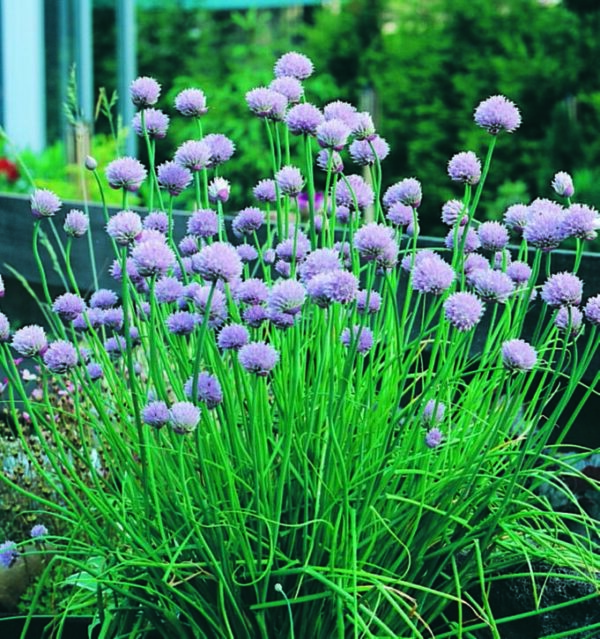 Chives - Seed Packet