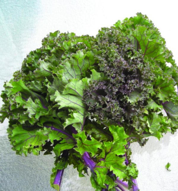 Kale Red Russian - Seed Packet