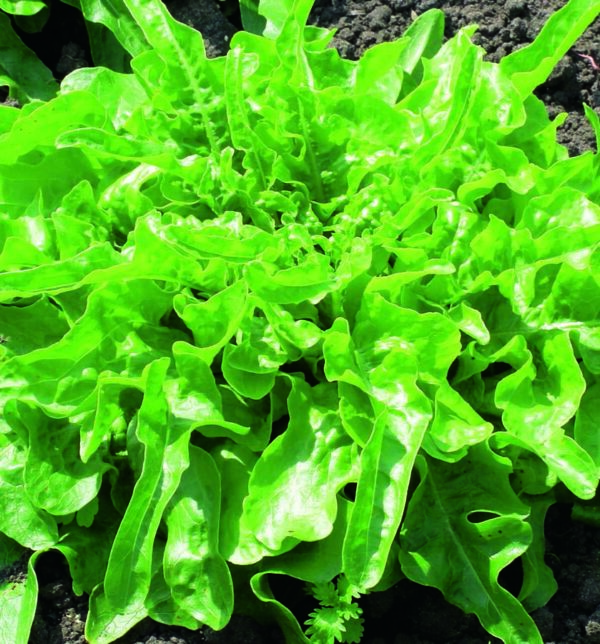 Lettuce Oakleaf - Seed Packet