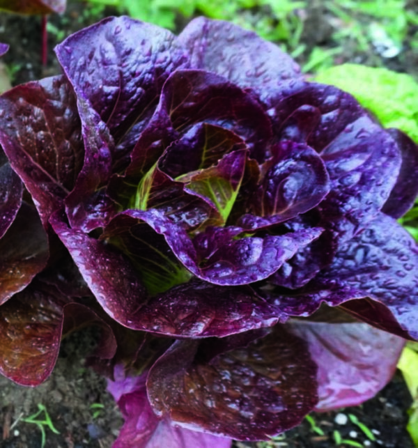 Lettuce Red Romaine - Seed Packet