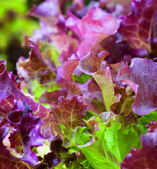 Lettuce Red Salad Bowl - Seed Packet