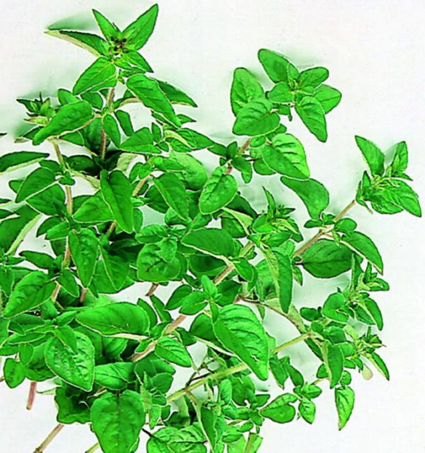 Oregano - Seed Packet