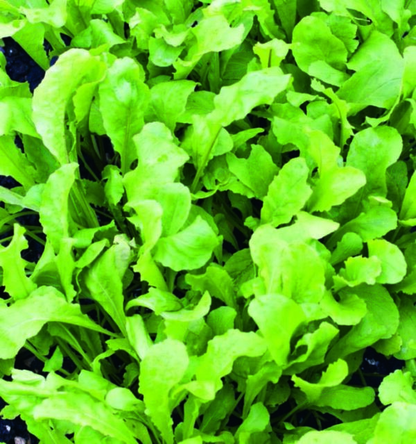 Organic Arugula Astro - Seed Packet