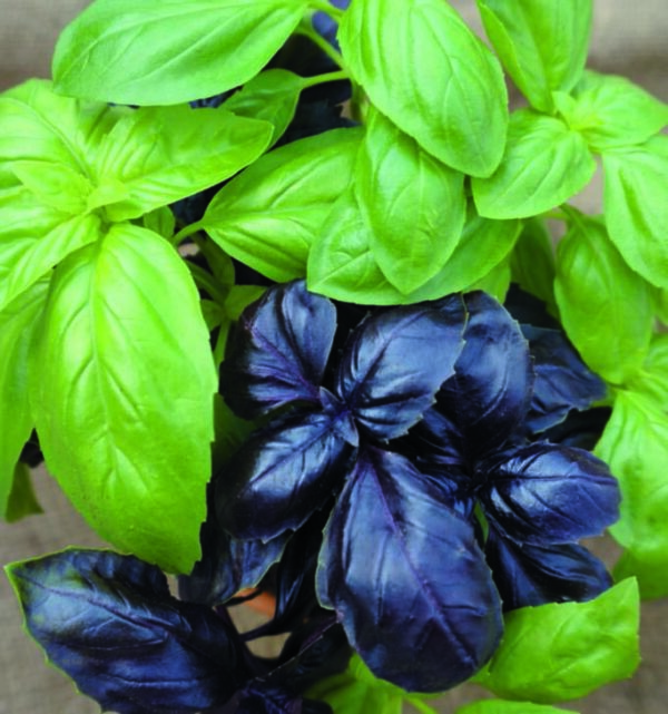 Organic Basil Monet's Mix - Seed Packet