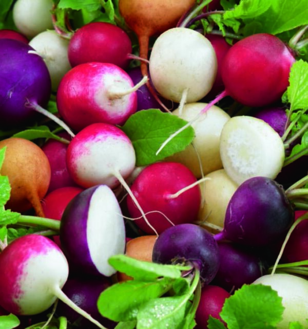 Organic Radish Kaleidoscope Mix - Seed Packet