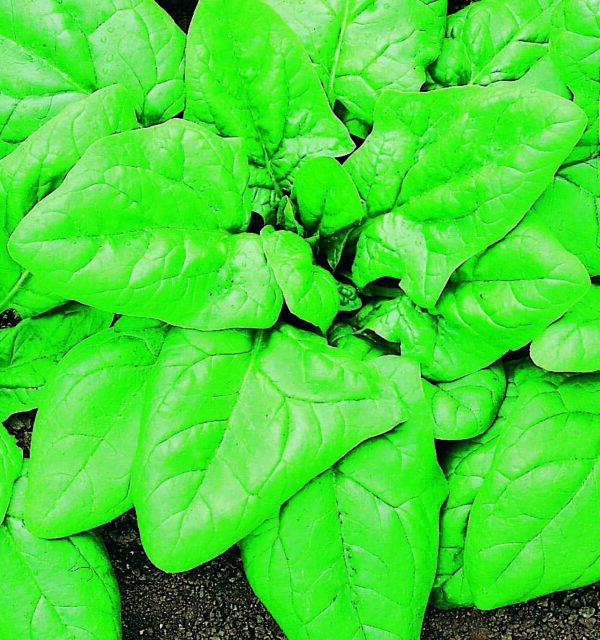 Organic Spinach Verdill - Seed Packet