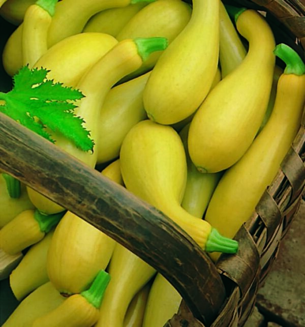 Organic Squash Summer Crookneck - Seed Packet