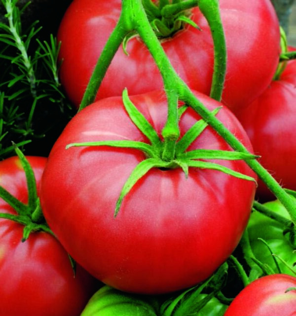 Organic Tomato Burbank Slicing - Seed Packet