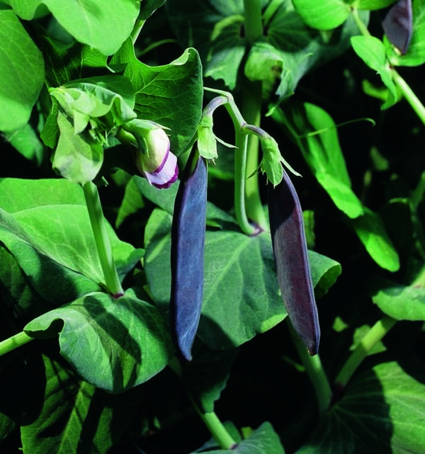 Organic Snow Pea Purple Podded - Seed Packet