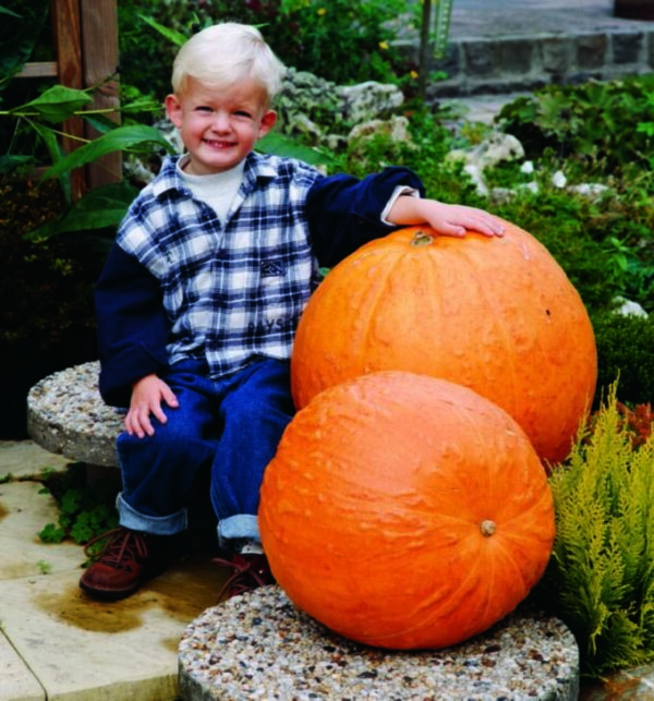 Pumpkin Big Max - Seed Packet