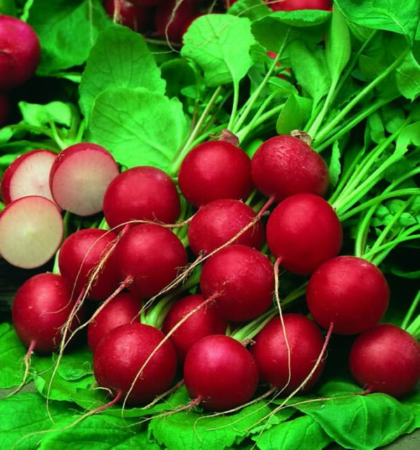 Radish Cherry Belle - Seed Packet