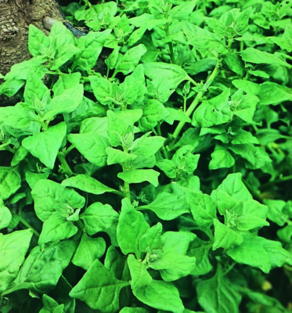 Spinach New Zealand - Seed Packet