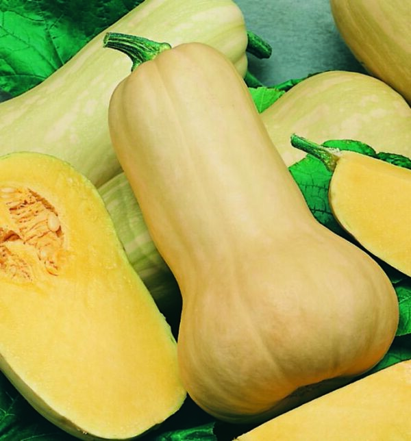 Squash Waltham Butternut - Seed Packet