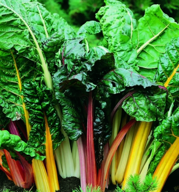 Organic Swiss Chard Rainbow of Lights - Seed Packet