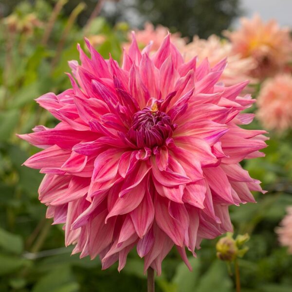 Dinnerplate Dahlia 'Penhill Dark Monarch' - Single