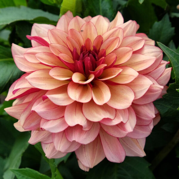 Decorative Dahlia - Creme de Cognac - Single